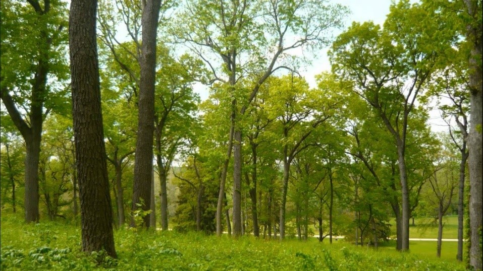 An Introduction to the Benefits of Trees at Morton Arboretum