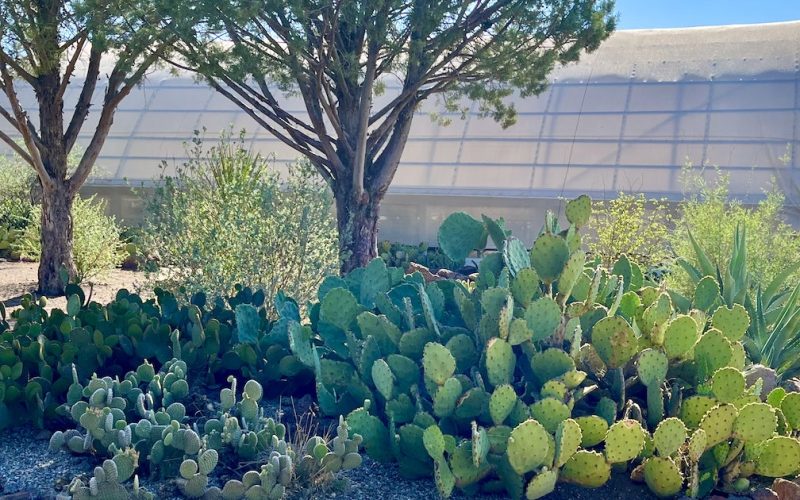 Chihuahuan Desert Nature Center & Botanical Gardens