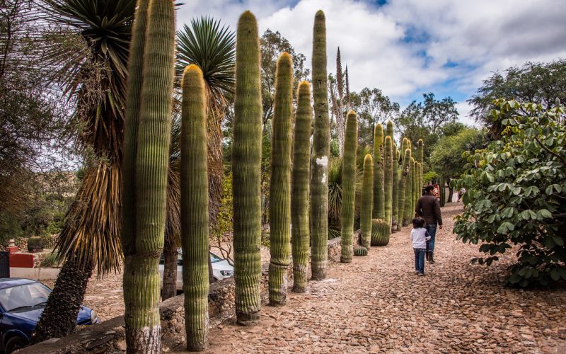 Cadereyta Regional Botanical Garden / Jardín Botánico Regional de Cadereyta